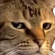 CatGlare