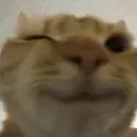 catwink