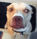 :dogno: