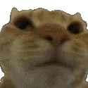 EG_Cat_no