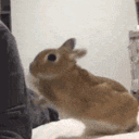 A small brown rabbit repeatedly taps a person's arm with its paw to get their attention.