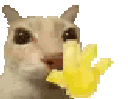 catwave animated Discord emote from ・Vøid Family 🎃