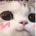 catinlove