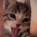 miau custom emote from ʟɪɢʜᴛ ᴏꜰ ᴏʀᴛʜᴏᴅᴏxʏ