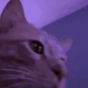 happycatparty