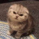catMad