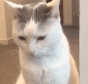 catinono