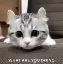 wyd