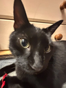 nobitches Discord emoji