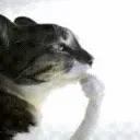Kittythink