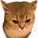 angycatgrrr