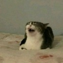 Cat with a wide open mouth and distorted face expressing a loud scream.