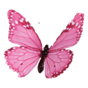 A vibrant pink butterfly with detailed wing patterns spread open against a dark background.