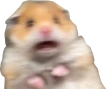 A hamster with a wide-eyed, open-mouthed expression of shock and confusion.