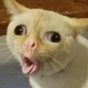 catgag Discord Emoji - 👑 𝕄𝕖𝕟𝕒𝕔𝕖 𝕊𝕠𝕔𝕚𝕖𝕥𝕪 👑