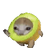 306_kiwicat animated Discord emote from Rabbit Hole