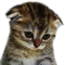 sadkitty