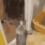 mellcat