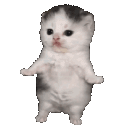 kitty_wiggle