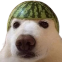 A white dog looking directly at the camera while wearing a hollowed-out watermelon rind as a hat.