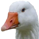 Goose