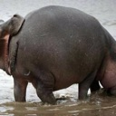 A round hippopotamus waddling through shallow muddy water.