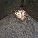 A large group of black ants surrounding a white crumb on a dark surface.