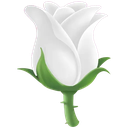 White rosebud with green leaves and stem.
