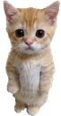 d_catstand Discord sticker | alike 🪽 social ㆍicons ㆍguilds