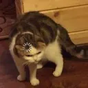 Loadingcat