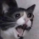 Cry_car