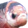 Fish face with a large, wide eye staring intensely at the viewer.