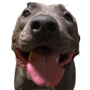A dog with a wide-angle lens effect on its face, showing a large, happy grin with its tongue hanging out.