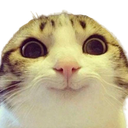 A close-up of a cat with wide, dilated pupils and a subtle, slightly mischievous smirk.