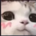 cutecat