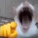 catlaugh