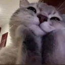 cathappy