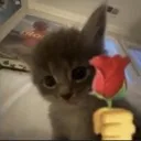 flowercat