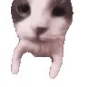 cat_kiss animated Discord emote from Sunflower's Basement