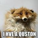 A taxidermied fox with a wide-eyed, vacant expression stares forward with the text I HVE A QUSTON below it.