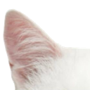 12_cat1 Discord Emoji from ﾉr𝖾𝗏𝖾𝗋𝗌𝖺𝗅 𝗋𝗍𝟧𝟢𝟢 🎃