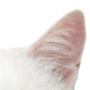 12_cat2 custom emote - ﾉr𝖾𝗏𝖾𝗋𝗌𝖺𝗅 𝗋𝗍𝟧𝟢𝟢 🎃