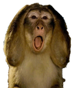 A monkey with long floppy ears and a wide open mouth expressing extreme shock.