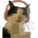 638554catsippingdrink