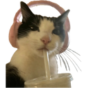 :638554catsippingdrink: