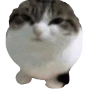 catseal