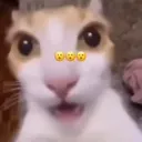 shockedcat