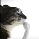 raigcat