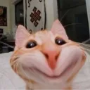 Gatooo