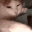 litcat animated emote from 𝐀𝐜𝐢𝐝 𝐄𝐬𝐩𝐨𝐫𝐭𝐬